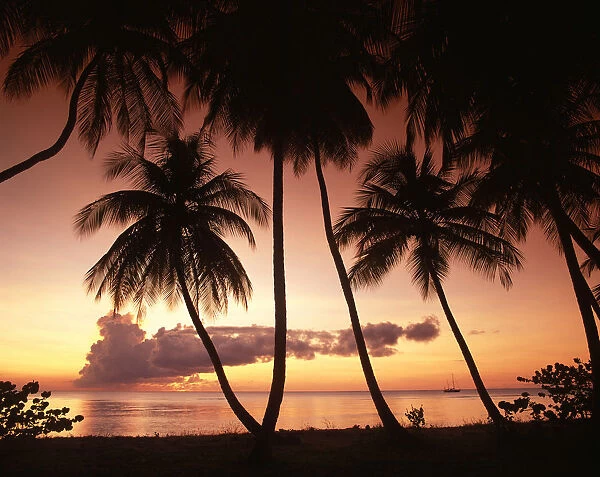 Palm Trees at Sunset, Pigeon Point, Tobago, West Indies, Caribbean