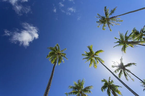 Palm trees on Temae Beach, Moorea, Society Islands, French Polynesia