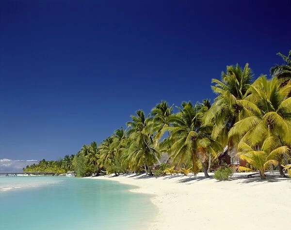 Palm Trees & Tropical Beach, Aitutaki Island, Cook Islands, Polynesia