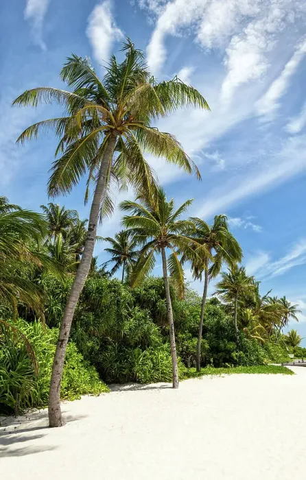 Framed Print : Palm trees on a tropical beach, Baa Atoll, Maldives Framed Print : Palm trees on a tropical beach, Baa Atoll, Maldives