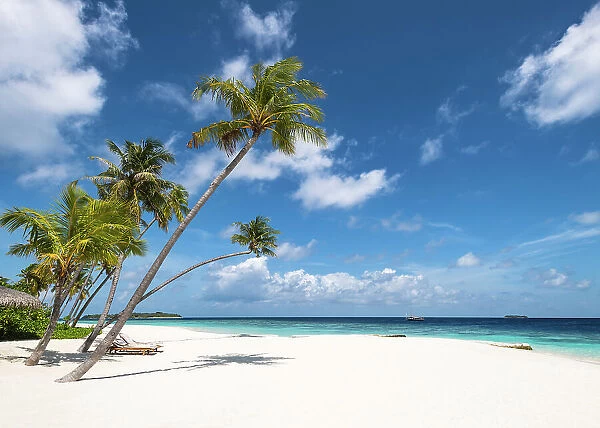 Palm trees on a tropical beach, Baa Atoll, Maldives