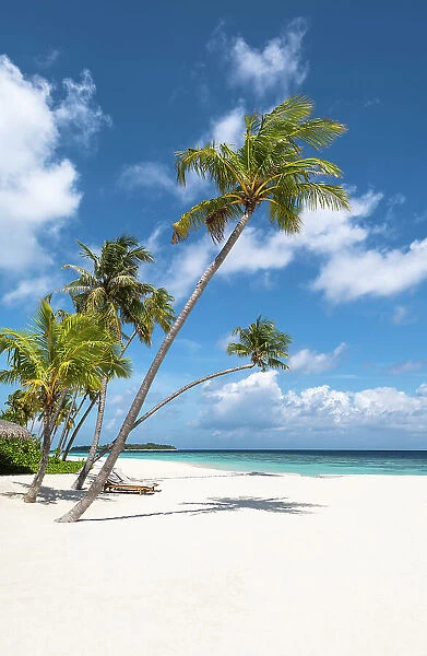 Palm trees on a tropical beach, Baa Atoll, Maldives