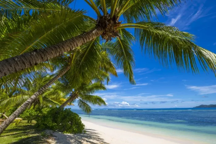 Framed Print : Palm trees and tropical beach, La Digue, Seychelles Framed Print : Palm trees and tropical beach, La Digue, Seychelles