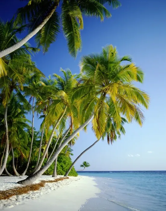 Framed Print : Palm Trees & Tropical Beach, Maldive Islands, Indian Ocean