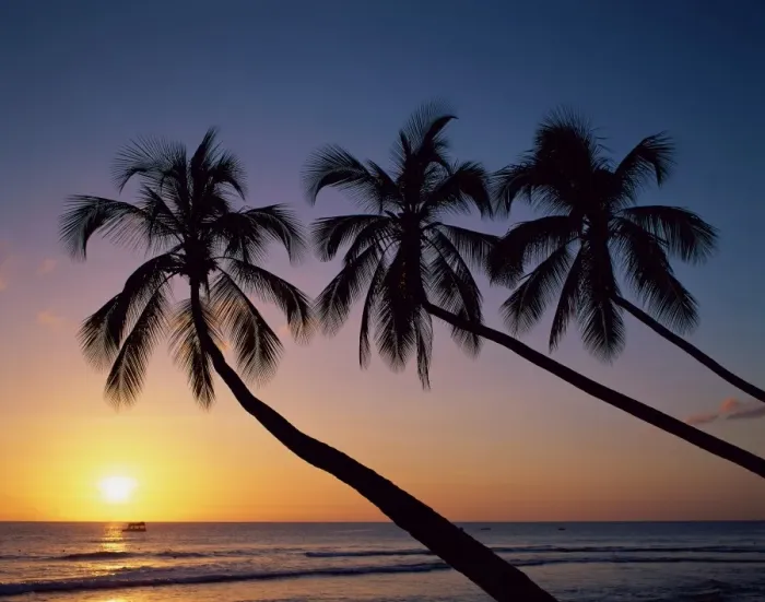 Framed Print : Palm Trees & Tropical Beach, Maldive Islands, Indian Ocean Framed Print : Palm Trees & Tropical Beach, Maldive Islands, Indian Ocean