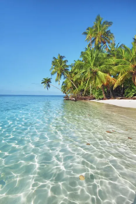 Framed Print : Palm trees and tropical beach - Maldives, Nord Nilandhe Atoll, Filitheyo Framed Print : Palm trees and tropical beach - Maldives, Nord Nilandhe Atoll, Filitheyo