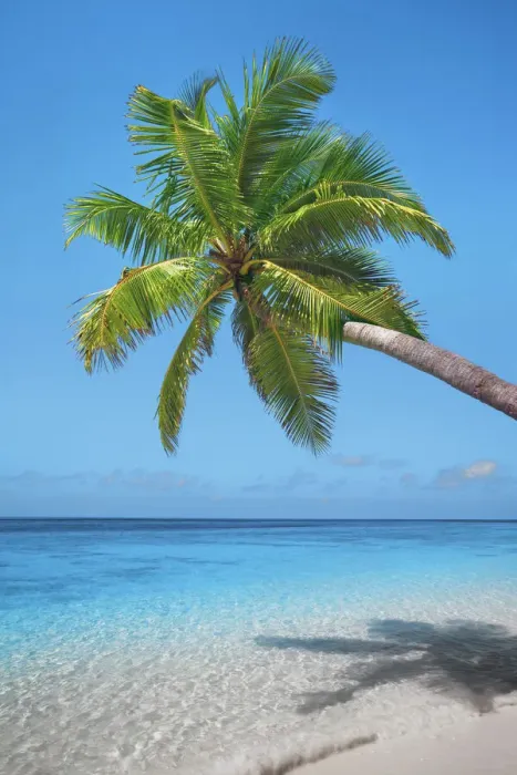 Framed Print : Palm trees and tropical beach - Maldives, Nord Nilandhe Atoll, Filitheyo Framed Print : Palm trees and tropical beach - Maldives, Nord Nilandhe Atoll, Filitheyo