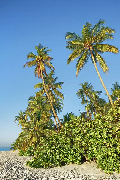 Palm trees and tropical beach - Maldives, Nord Nilandhe Atoll, Filitheyo