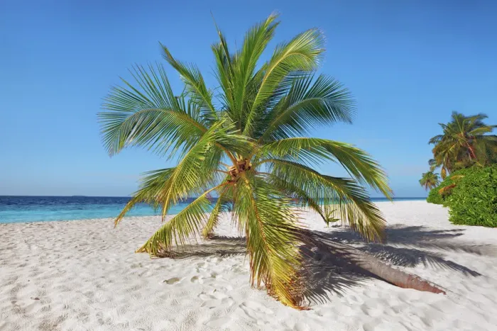 Framed Print : Palm trees and tropical beach - Maldives, Nord Nilandhe Atoll, Filitheyo