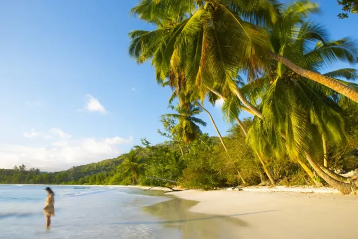 Framed Print : Palm trees and tropical beach, southern Mahe, Seychelles Framed Print : Palm trees and tropical beach, southern Mahe, Seychelles