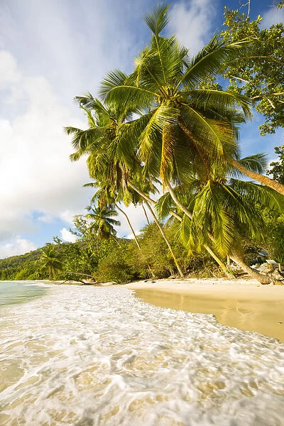 Palm trees and tropical beach, southern Mahe, Seychelles