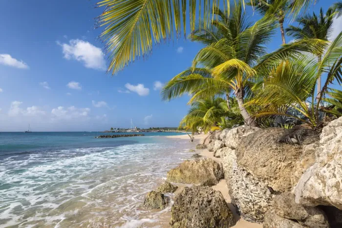 Framed Print : Palm trees and turquoise, Barbados Island, Lesser Antilles, West Indies, Caribbean region Framed Print : Palm trees and turquoise, Barbados Island, Lesser Antilles, West Indies, Caribbean region
