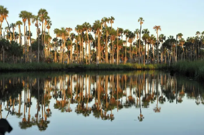 Framed Print : Palm Trees along Weeki Wachee River, Weeki Wachee Springs State Park, Spring Hill Framed Print : Palm Trees along Weeki Wachee River, Weeki Wachee Springs State Park, Spring Hill