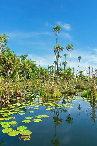 Palm trees on Yacumama Lake, Puerto Maldonado, Tambopata Province, Madre de Dios, Peru