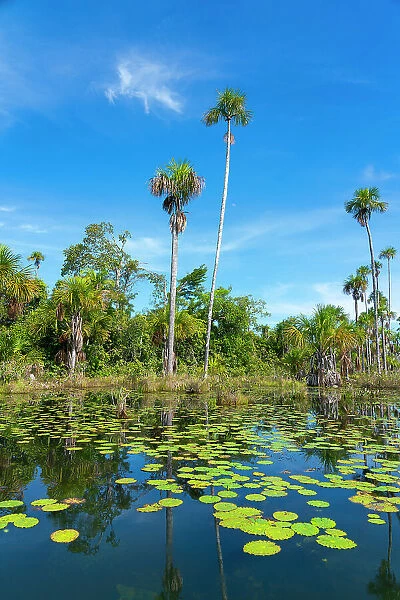 Palm trees on Yacumama Lake, Puerto Maldonado, Tambopata Province, Madre de Dios, Peru