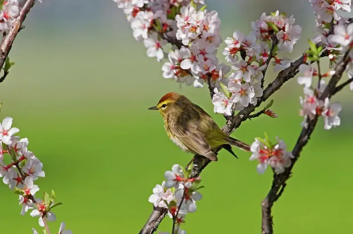 Framed Print : Palm warbler (Setophaga palmarum) in Nanking cherry Winnipeg, Manitoba, Canada Framed Print : Palm warbler (Setophaga palmarum) in Nanking cherry Winnipeg, Manitoba, Canada