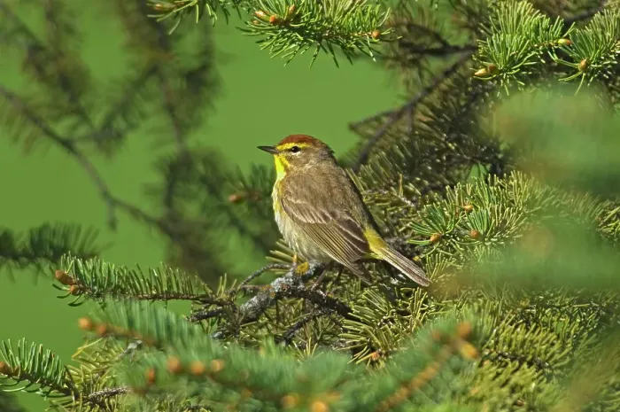 Framed Print : Palm warbler (Setophaga palmarum) in spruce tree Winnipeg, Manitoba, Canada Framed Print : Palm warbler (Setophaga palmarum) in spruce tree Winnipeg, Manitoba, Canada