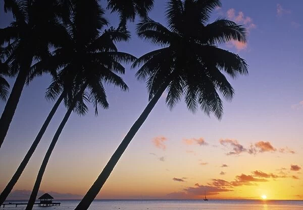 Pam tree and beach at sunset