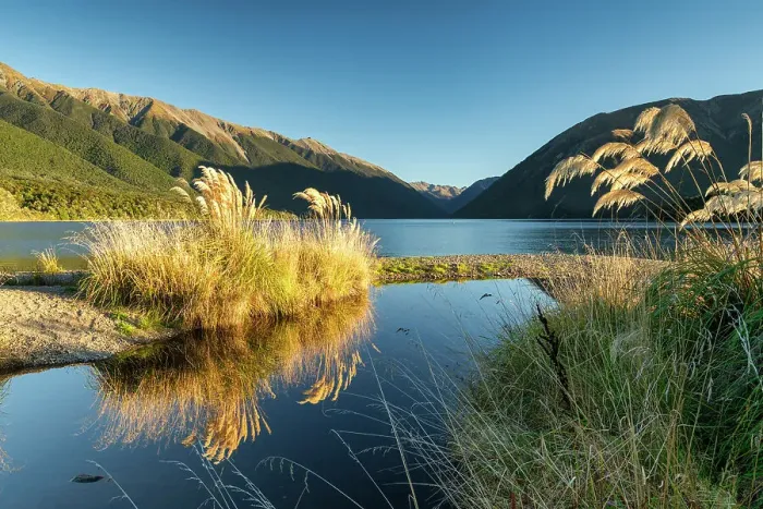 Framed Print : Pampas Grass along Lake Rotoiti, South Island, New Zealand Framed Print : Pampas Grass along Lake Rotoiti, South Island, New Zealand
