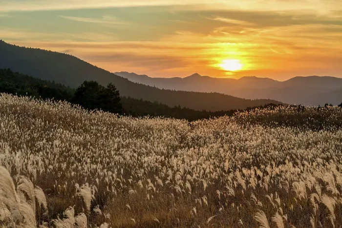 Framed Print : Pampas Grasses at Sunset, Soni Highlands, East Nara Prefecture, Japan Framed Print : Pampas Grasses at Sunset, Soni Highlands, East Nara Prefecture, Japan