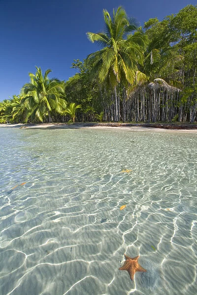 Panama, Bocas del Toro Province, Colon Island (Isla Colon) Star Beach, Star fish in sea