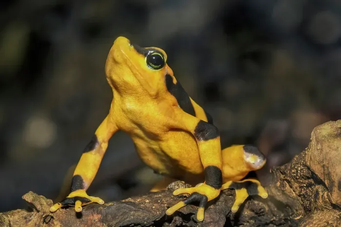 Framed Print : Panamanian Golden Frog (Atelopus zeteki) - captive bred