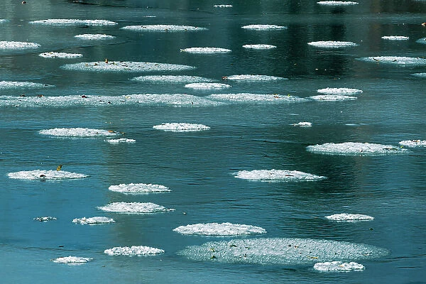 Pancake ice forming on pond, Winnipeg, Manitoba, Canada