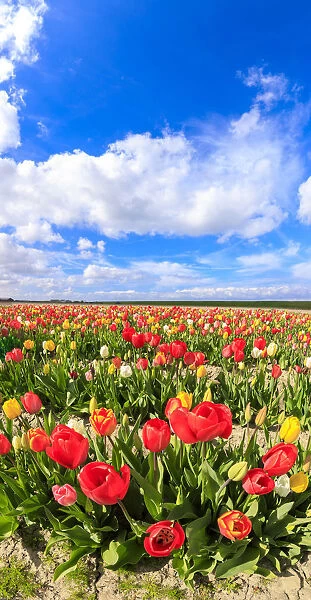Panorama of multicolored tulips framed by blue sky Yerseke Reimerswaal province of