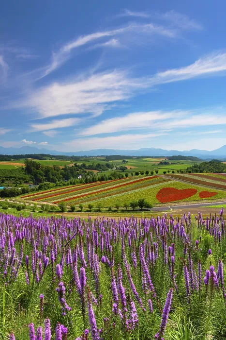 Framed Print : Panoramic Flower Gardens Shikisai-no-oka, Biei, Hokkaido, Japan Framed Print : Panoramic Flower Gardens Shikisai-no-oka, Biei, Hokkaido, Japan