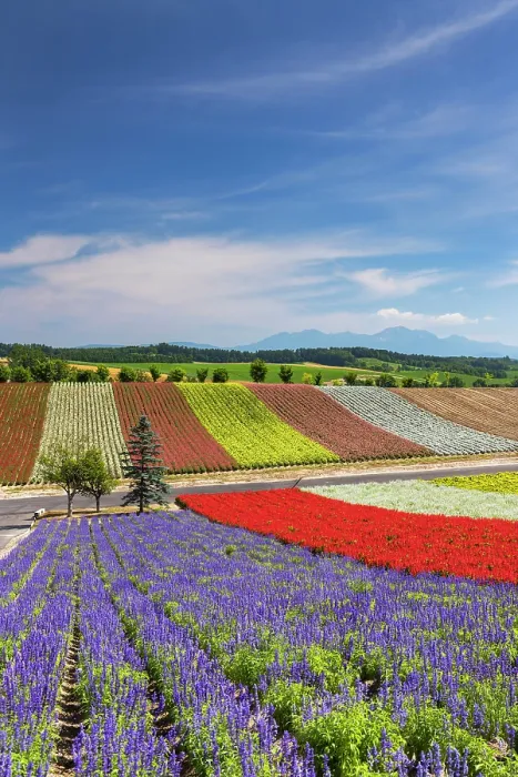 Framed Print : Panoramic Flower Gardens Shikisai-no-oka, Biei, Hokkaido, Japan Framed Print : Panoramic Flower Gardens Shikisai-no-oka, Biei, Hokkaido, Japan