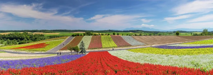 Framed Print : Panoramic Flower Gardens Shikisai-no-oka, Biei, Hokkaido, Japan Framed Print : Panoramic Flower Gardens Shikisai-no-oka, Biei, Hokkaido, Japan