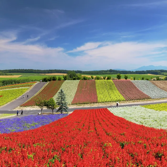 Framed Print : Panoramic Flower Gardens Shikisai-no-oka, Biei, Hokkaido, Japan Framed Print : Panoramic Flower Gardens Shikisai-no-oka, Biei, Hokkaido, Japan