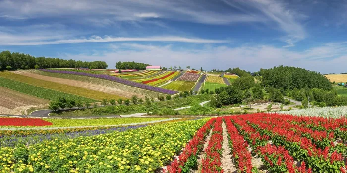 Framed Print : Panoramic Flower Gardens Shikisai-no-oka, Biei, Hokkaido, Japan Framed Print : Panoramic Flower Gardens Shikisai-no-oka, Biei, Hokkaido, Japan