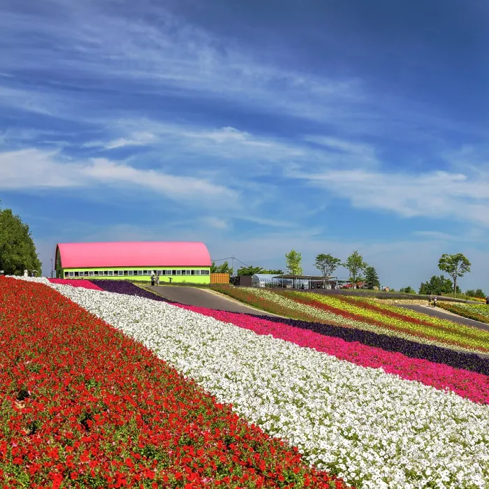 Framed Print : Panoramic Flower Gardens Shikisai-no-oka, Biei, Hokkaido, Japan