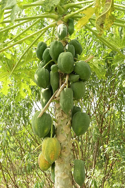 Papaya tree, Hanoi, Vietnam