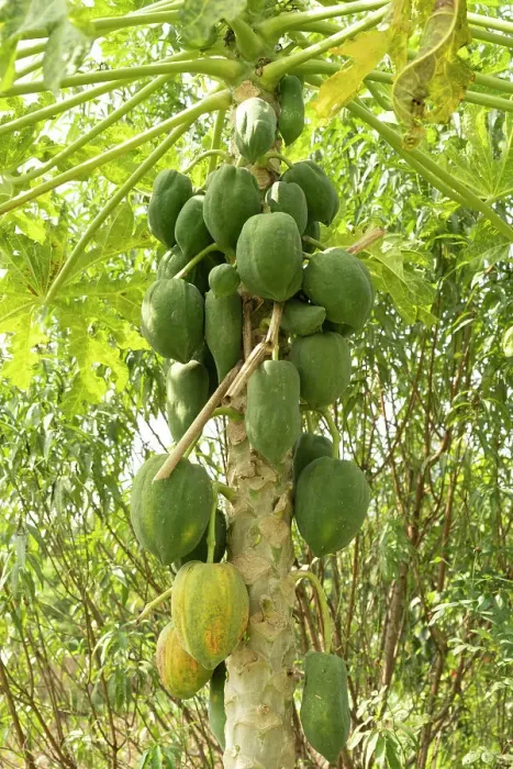 Framed Print : Papaya tree, Hanoi, Vietnam Framed Print : Papaya tree, Hanoi, Vietnam