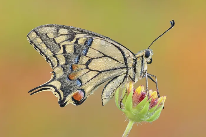 Framed Print : Papilio machaon (Common yellow swallowtail), Como province, Lombardy, Italy Framed Print : Papilio machaon (Common yellow swallowtail), Como province, Lombardy, Italy