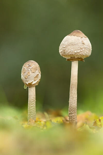 Parasol mushroom (Macrolepiota procera), New Forest National Park, Hampshire, England