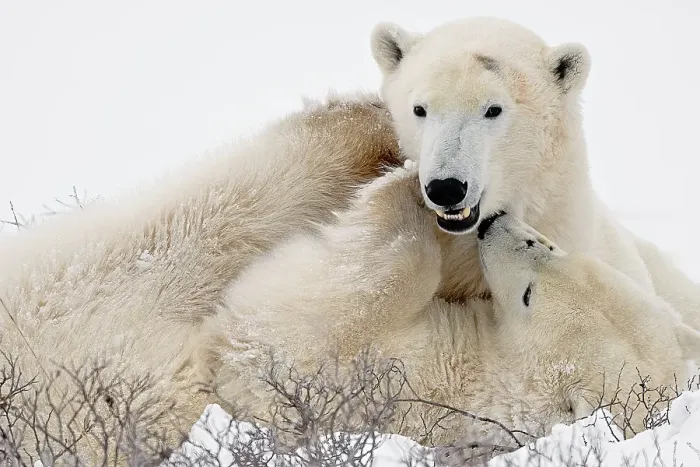 Framed Print : A pari of young polar bears spar on the frozen snow covered tundra in Churchill, Manitoba, Canada Framed Print : A pari of young polar bears spar on the frozen snow covered tundra in Churchill, Manitoba, Canada