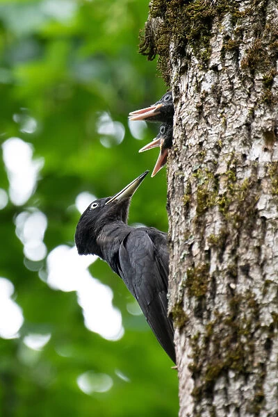 Park Orobie Valtellina, Lombardy, Italy. Black woodpecker, Dryocopus martius