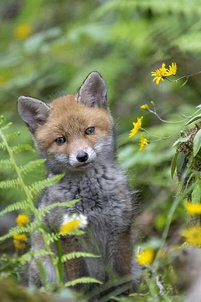 Park Orobie Valtellina, Lombardy, Italy. Volpe rossa, red fox, Vulpes vulpes
