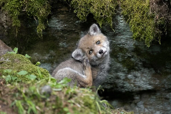 Park Orobie Valtellina, Lombardy, Italy. Volpe rossa, red fox, Vulpes vulpes