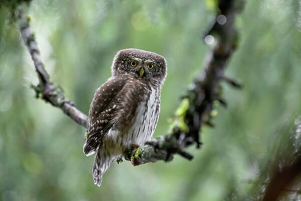 Park Orobie Valtellina, Lombardy, Italy. Civetta nana, Eurasian pygmy owl (glaucidium passerinum)