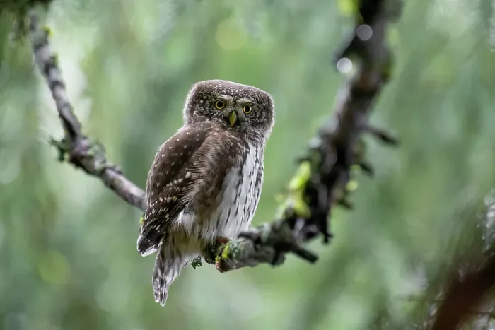 Framed Print : Park Orobie Valtellina, Lombardy, Italy. Civetta nana, Eurasian pygmy owl (glaucidium passerinum) Framed Print : Park Orobie Valtellina, Lombardy, Italy. Civetta nana, Eurasian pygmy owl (glaucidium passerinum)