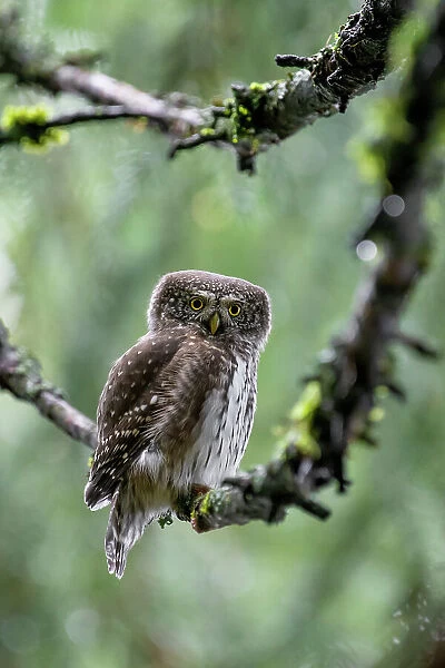 Park Orobie Valtellina, Lombardy, Italy. Civetta nana, Eurasian pygmy owl (glaucidium passerinum)