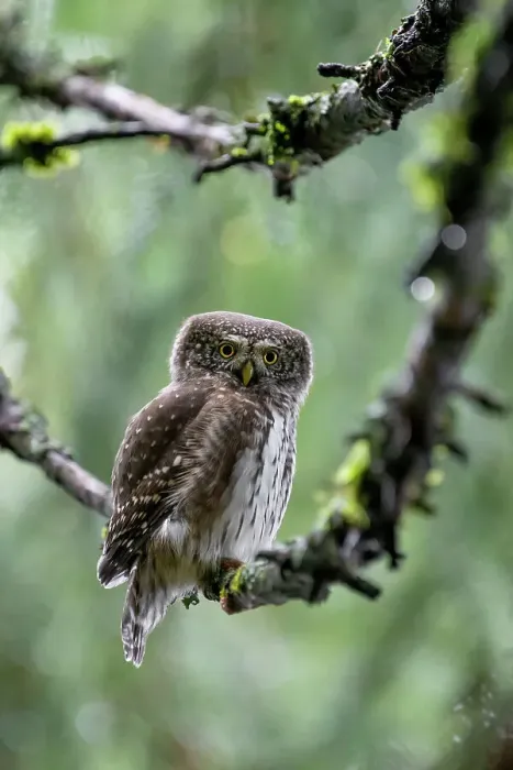Framed Print : Park Orobie Valtellina, Lombardy, Italy. Civetta nana, Eurasian pygmy owl (glaucidium passerinum) Framed Print : Park Orobie Valtellina, Lombardy, Italy. Civetta nana, Eurasian pygmy owl (glaucidium passerinum)