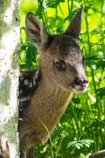 Park Orobie Valtellina, Lombardy, Italy. Roe deer