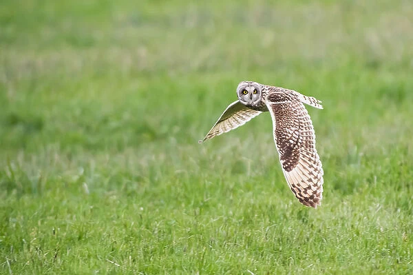 Parma, Emilia Romagna, Italy. A short-eared owl photographed in flight in the Parma