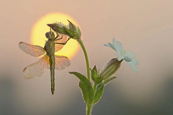 Parma, Emilia Romagna, Italy Sympetrum foscolombi waiting for the first rays of the