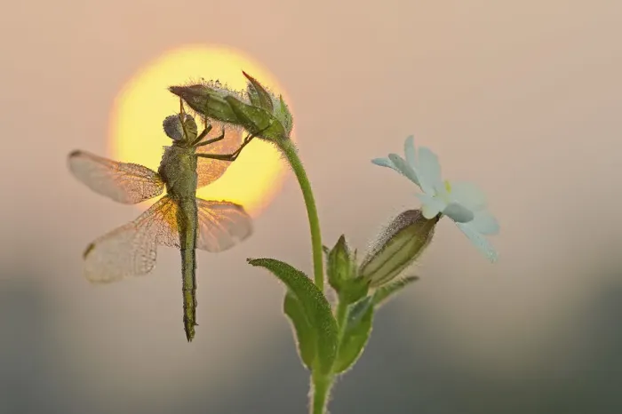 Framed Print : Parma, Emilia Romagna, Italy Sympetrum foscolombi waiting for the first rays of Framed Print : Parma, Emilia Romagna, Italy Sympetrum foscolombi waiting for the first rays of